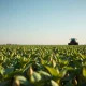 Aerial view of a large soybean field with rows of young plants.