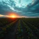 Aerial view of a soybean field with rows of green plants under a cloudy sky.