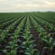 Aerial view of a soybean field showing early planting progress.