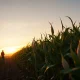 A soybean field at dusk, representing the agricultural commodity market.