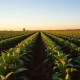 A soybean field under a clear sky, representing the agricultural commodity market.
