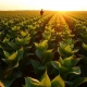 A soybean field with a farmer checking data on a tablet, representing the USDA planting report.