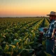 A soybean field at dusk with a farmer checking market data on a tablet.