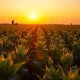 A soybean field at dusk, representing agricultural commodity market analysis.