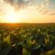 Soybean field at sunset, representing the rally in soybean futures and bean oil contract highs.