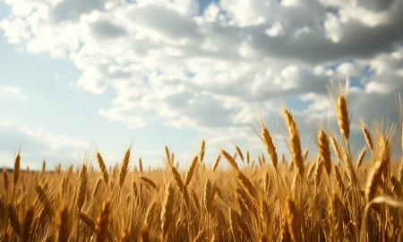 A wheat field under a cloudy sky, representing commodity market movements.