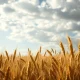 A wheat field under a cloudy sky, representing commodity market movements.