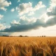 A wheat field under a cloudy sky, representing the commodity market news.