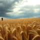 A wheat field under cloudy skies as commodity markets react to falling crude oil prices.