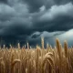 A wheat field under stormy skies, reflecting market pressure on agricultural commodities.