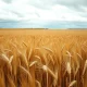 Wheat field under cloudy sky, symbolizing falling wheat futures prices