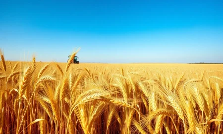 Wheat field under blue sky, representing steady crop ratings for wheat futures.