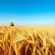 Wheat field under blue sky, representing steady crop ratings for wheat futures.