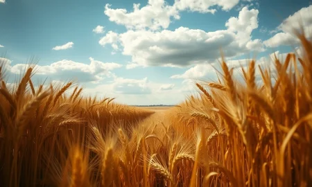 A wheat field under a cloudy sky, representing the mixed trading and crop condition report.