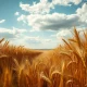 A wheat field under a cloudy sky, representing the mixed trading and crop condition report.