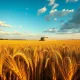 Golden wheat field under partly cloudy sky, representing wheat futures and profit taking.