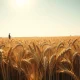 A farmer inspecting a wheat field as futures prices rise on crop condition data.