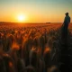 A wheat field at sunset following a USDA report on planting intentions.