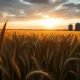 Wheat field at sunset, symbolizing the wheat rally on April 23, 2026.