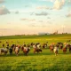 Cattle grazing in a pasture under partly cloudy sky, representing livestock market conditions