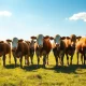 Herd of cattle grazing in a sunlit pasture under a blue sky
