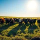 Herd of beef cattle grazing in a pasture under sunny skies