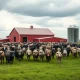 Herd of cattle grazing in a green pasture under overcast sky with a barn in the background.