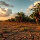 Cocoa plantation in West Africa showing drought-stressed trees and pods under cloudy sky