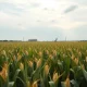 Cornfield with oil refinery in background under cloudy sky representing commodity market weakness.