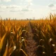 Cornfield with oil refinery in background representing crude oil's impact on corn futures.