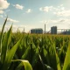 Sunlit cornfield with an ethanol plant in the background under a partly cloudy sky.