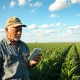 Farmer checking phone showing falling corn prices in a green cornfield under cloudy sky
