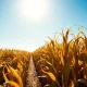 Sunlit cornfield under blue sky representing rising corn futures