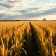 Golden cornfield under late afternoon sky with grain elevator in distance