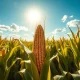 Cornfield under bright midday sun with mature stalks, representing recovering corn futures prices.