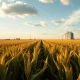 Cornfield under cloudy sky with grain silo in background, representing agricultural commodity markets