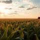 Golden hour view of a Midwestern cornfield with a combine harvester in the distance, representing agricultural commodity markets.