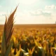 Mature corn stalks in a field under a partly cloudy sky, representing corn commodity markets.