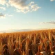Aerial view of a dry cornfield under a cloudy sky, representing declining corn futures prices
