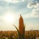 Cornfield with distant oil refinery symbolizing the impact of crude oil weakness on corn futures.