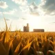 Golden cornfield at sunset with grain elevator in background, representing corn commodity markets.