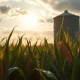 Cornfield under partly cloudy sky with grain silo in background, representing agricultural commodity market conditions