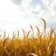 Corn field under partly cloudy sky reflecting subdued commodity market sentiment