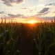 Corn field at sunset with golden light on stalks