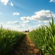 Green cornfield under blue sky with farm buildings in distance, representing corn crop and agricultural markets