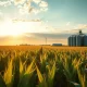 A cornfield with grain silos in the distance under a partly cloudy sky during golden hour.