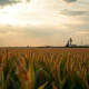 Cornfield with oil refinery in distance under cloudy sky