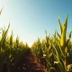 Tall green corn stalks in a sunlit field under a blue sky, representing the U.S. corn crop.
