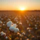 Close-up of a cotton boll in a field at sunset, representing the cotton commodity market.