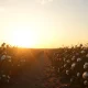 Cotton field at sunset with rows of mature cotton bolls